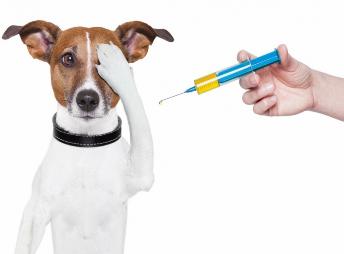 У Чернігові безкоштовно вакцинуватимуть домашніх тварин від сказу