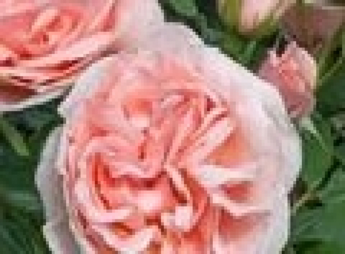 Французские розы Meilland на ЧАЭС 