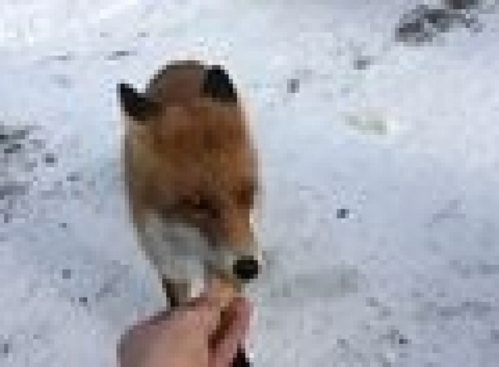 В Припяти живет ручной лис, который очень любит котлеты