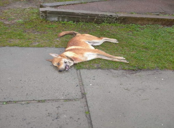 В центрі міста знайшли жорстоко вбитого собаку  фото