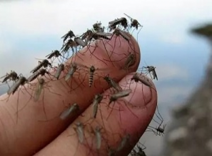 komary.jpg