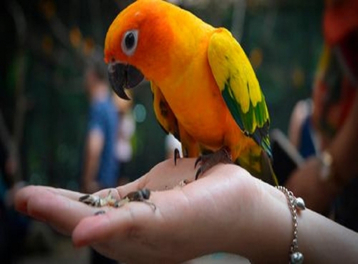 Як папуги впливають та чому їх треба тримати фото