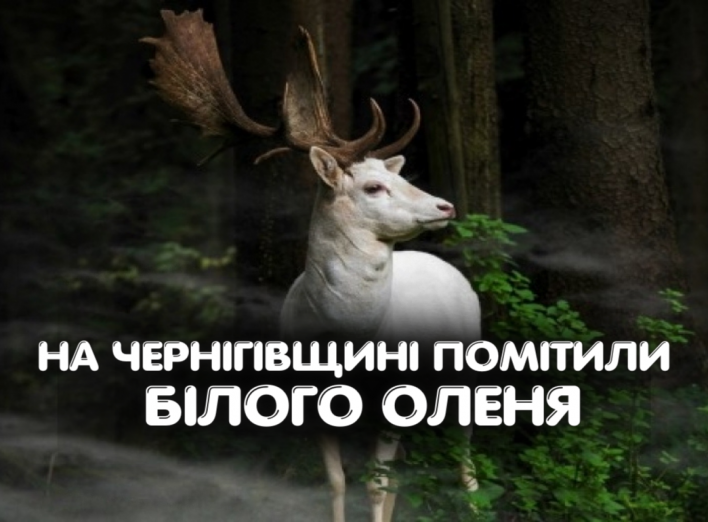 На Чернігівщині помітили білого оленя! фото