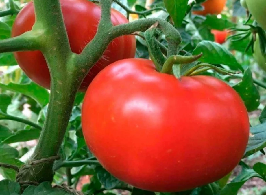 Просте підживлення помідорів: як позбутися фітофтори легко та швидко