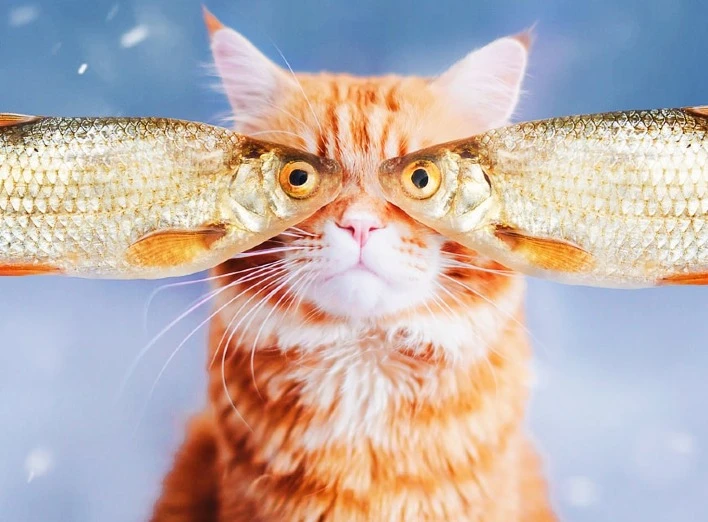Коти і риба: Корисні поради щодо годування ваших пухнатих друзів