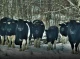 Особливості життя здичавілих корів у Чорнобильській зоні