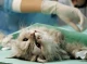 Чи варто стерилізувати вашу кішку? Поради і рекомендації від ветиринарів