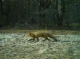 Рудий лис, що полює у Чорнобильському заповіднику потрапив до фотопастки!