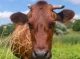 У Чернігівській області жахлива трагедія: корова вбила чоловіка