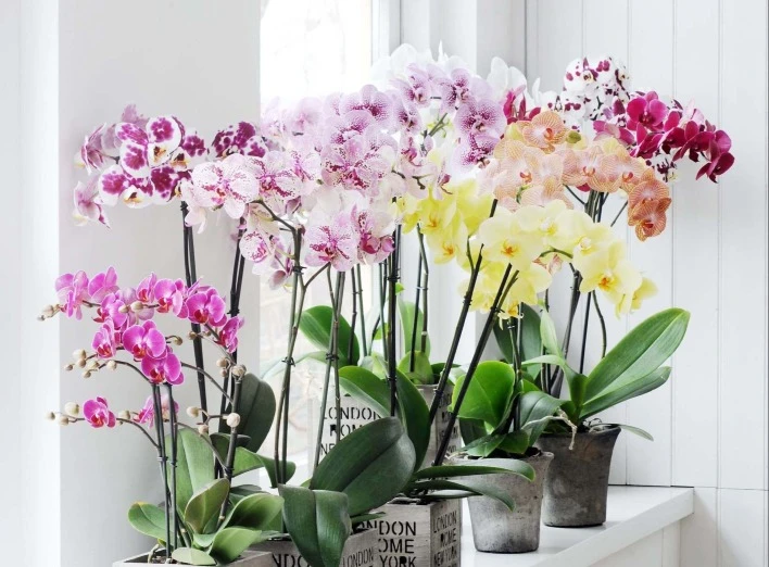 Кімнатна орхідея: Таємниці та цікаві факти про цю рослину